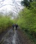 The hedges are greening up The hedges are greening up