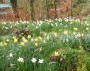 Daffodils by the canal Daffodils by the canal