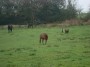 Lots of animals about today Lots of animals about today