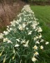 Daffodil border Daffodil border