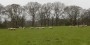Lovely to see sheep and lambs Lovely to see sheep and lambs