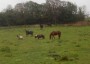 Horses, pony and goat all together Horses, pony and goat all together