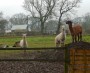 Hello from the nosy alpacas