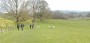 Lots of lambs about today Lots of lambs about today