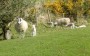 More cute lambs More cute lambs