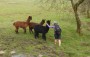 Jeanette had to have an alpaca kiss Jeanette had to have an alpaca kiss