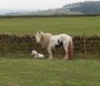 Very new foal and not too well unfortunately - hope it was ok