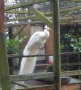 Beautiful white peacock Beautiful white peacock