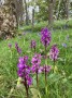 Got to love the bluebells Got to love the bluebells
