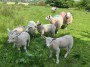 Baa to you too Baa to you too