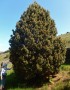 Lovely tree with clouds of pollen if you touched the cones Lovely tree with clouds of pollen if you touched the cones