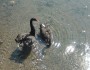 Black swans Black swans