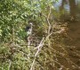 Spot the heron Spot the heron