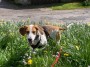 Jan the hound Jan the hound