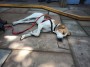 Jan the hound enjoyed a rest Jan the hound enjoyed a rest