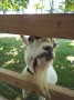 Friendly goat Friendly goat