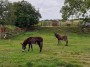 Bet Alma liked these donkeys