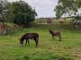 Bet Alma liked these donkeys Bet Alma liked these donkeys