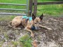 Alf has a rest Alf has a rest