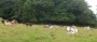 Lots of cattle today Lots of cattle today