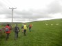 Lots of sheep Lots of sheep