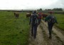 A huge herd of cattle A huge herd of cattle