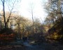 Still in the woods Still in the woods