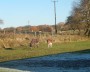 Donkeys for Alma Donkeys for Alma