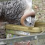 Hungry Herdy Hungry Herdy