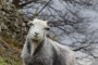 Love those Herdy's Love those Herdy's