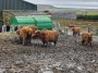 Highland cattle in the mud
