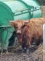 Muddy cattle Muddy cattle