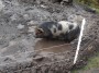 Happy as a pig in muck