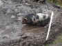 Happy as a pig in muck Happy as a pig in muck