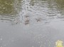 Where was Mama duck?