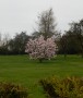 Early blossom Early blossom