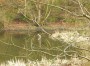 Heron hiding Heron hiding