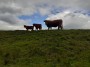 Cattle on the skyline Cattle on the skyline