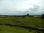 Moorland horses and cattle