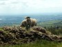Hairy sheep