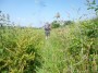 The grass was long...