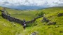 Down the Dale Down the Dale