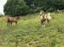 Ponies on the hill