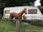 A very quiet horse A very quiet horse
