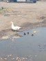 Late ducklings