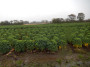 Broccoli field Broccoli field
