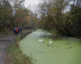 Green canal