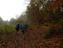 Lots of leaves on the ground Lots of leaves on the ground