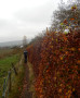 Narrow path Narrow path