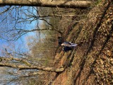 Crisp walking in the wood Crisp walking in the wood